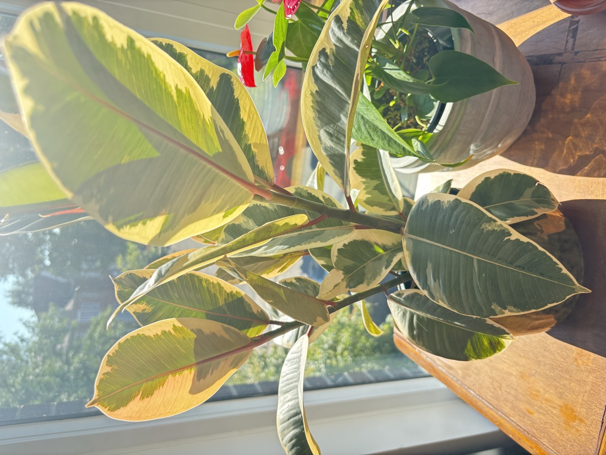Ficus panaché