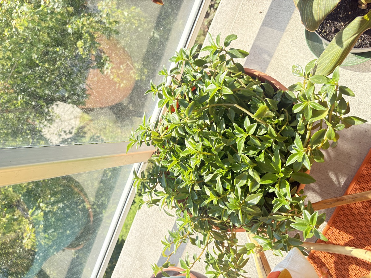 Repère de plante sur le balcon