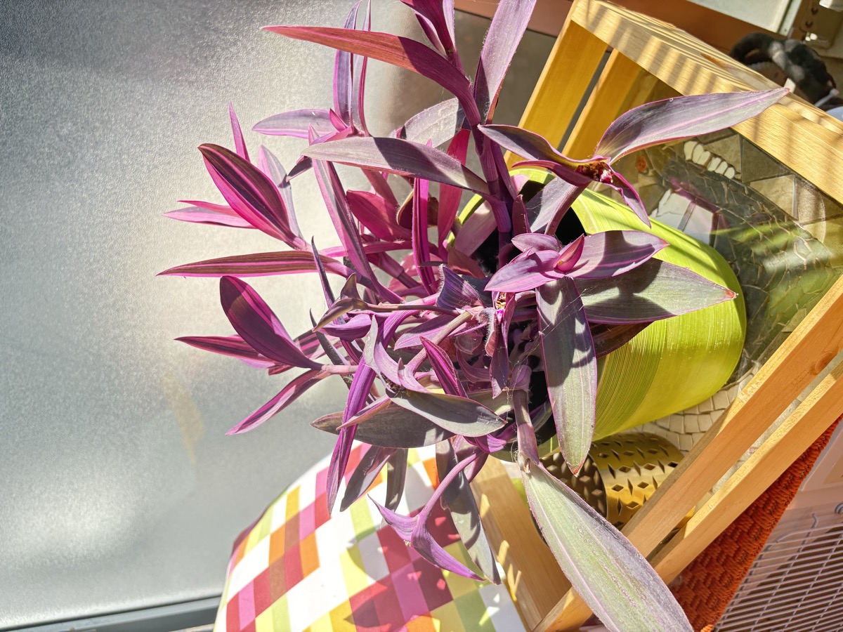 Plante mauve sur le balcon