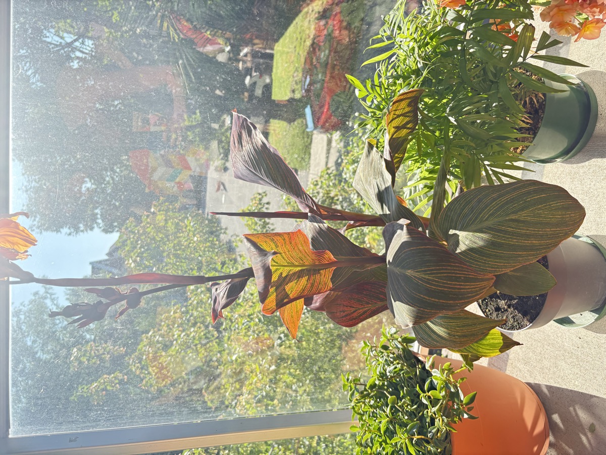 Canna sur le balcon