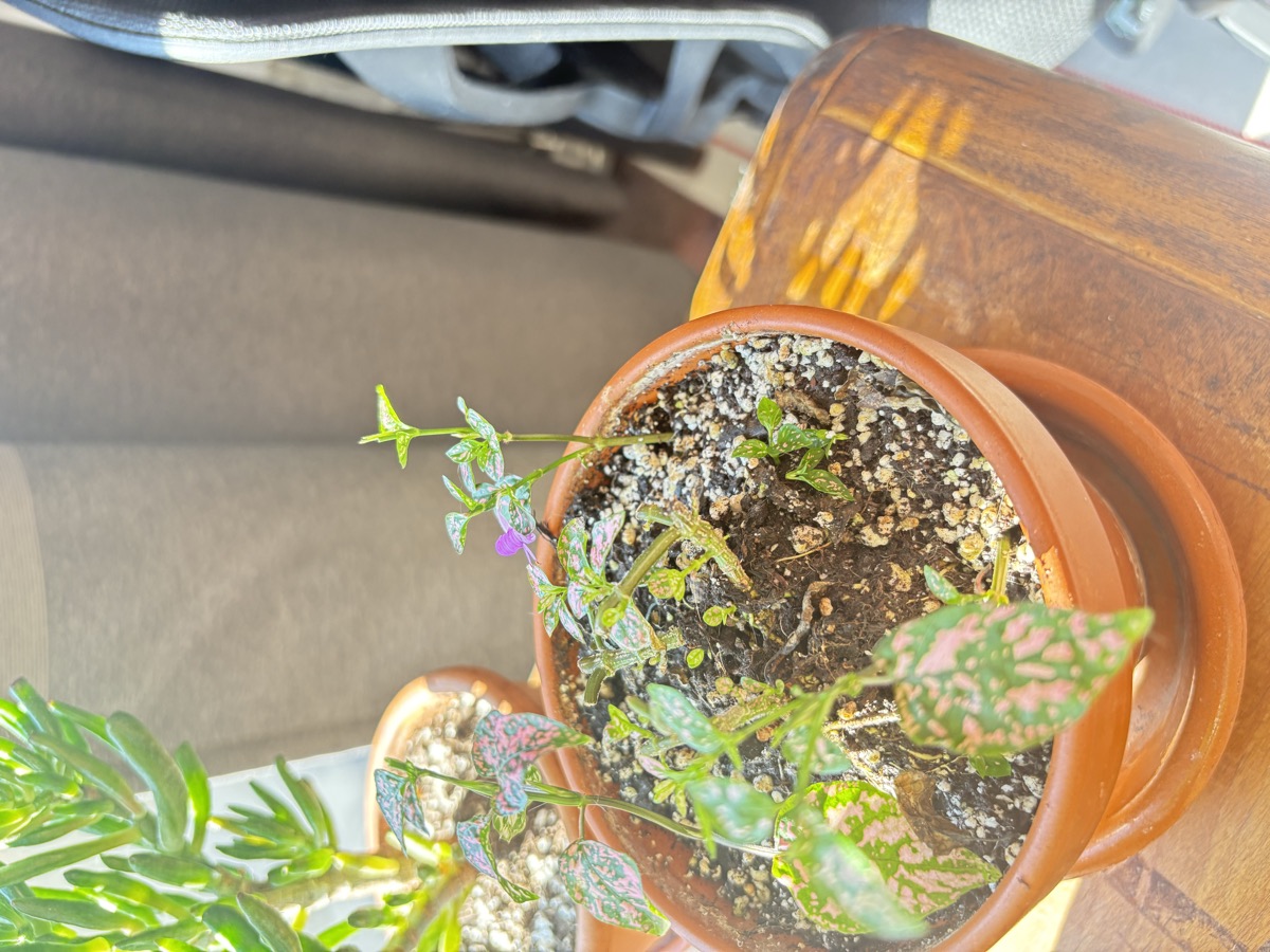 Petite plante intérieure à identifier
