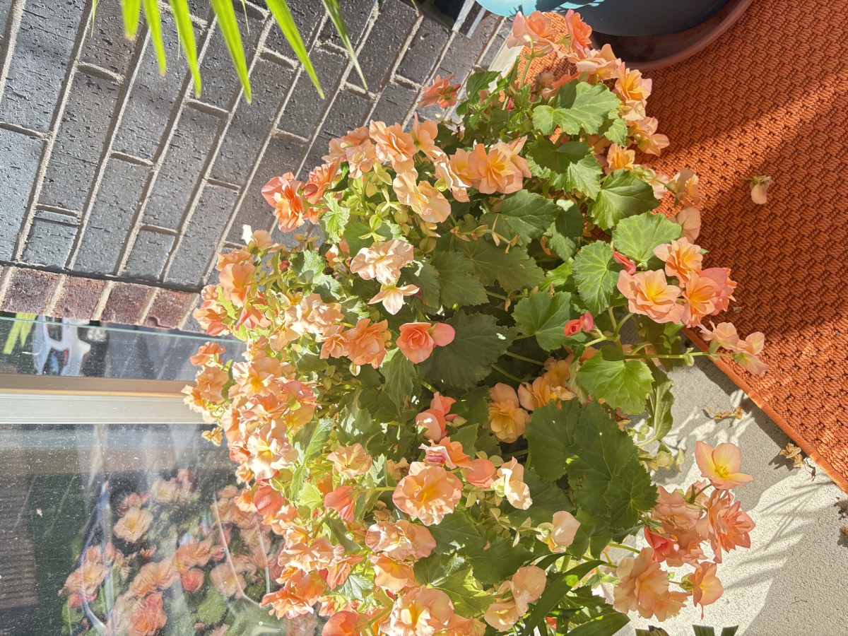 Bégonia rose corail