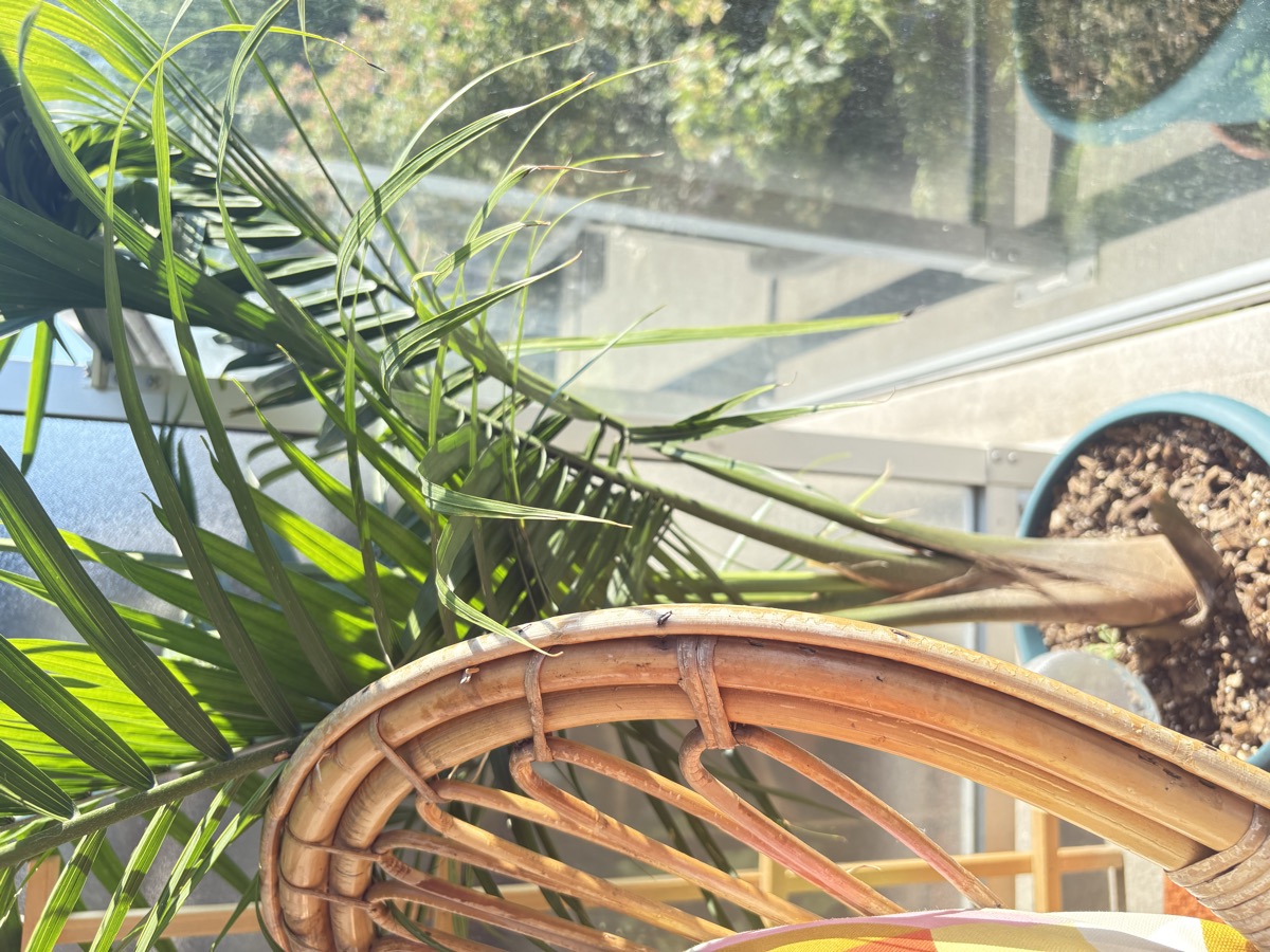 Premier grand palmier du balcon