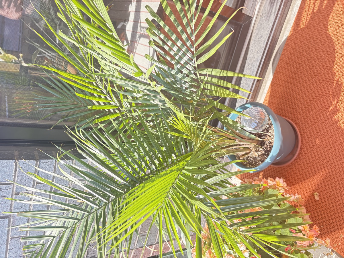 Deuxième grand palmier du balcon