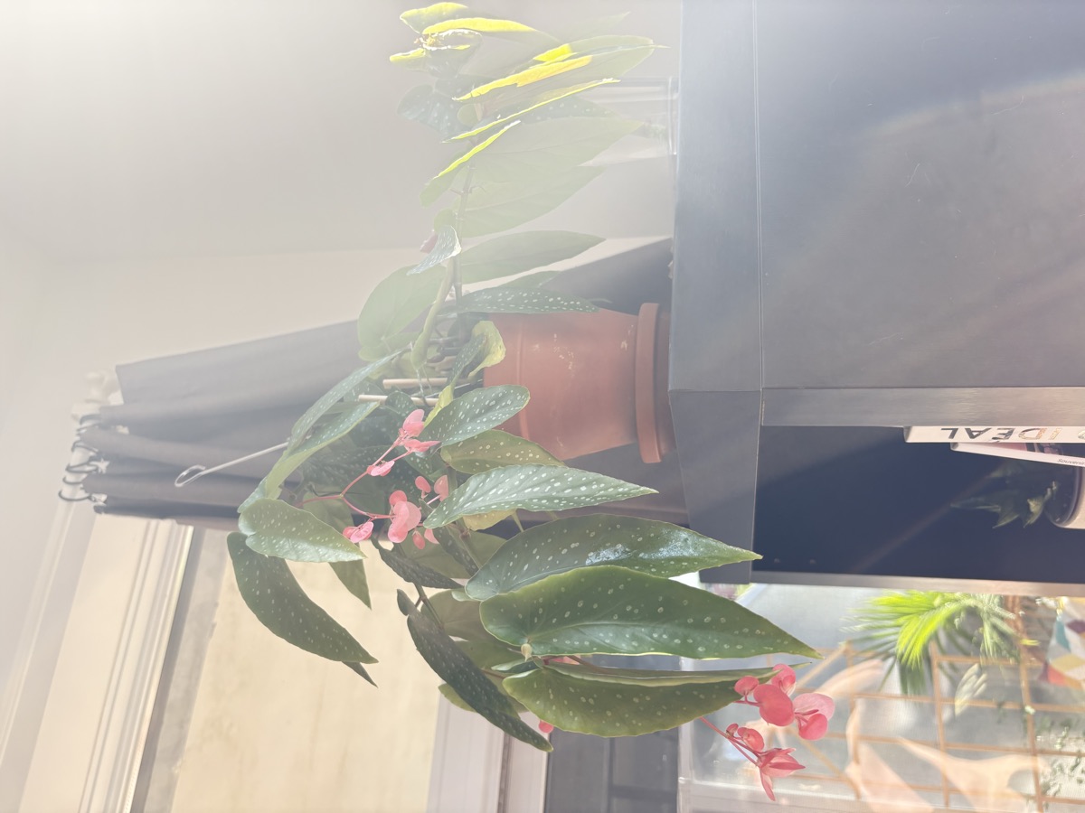 Anthurium intérieur