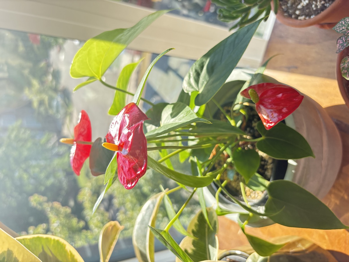 Anthurium extérieur