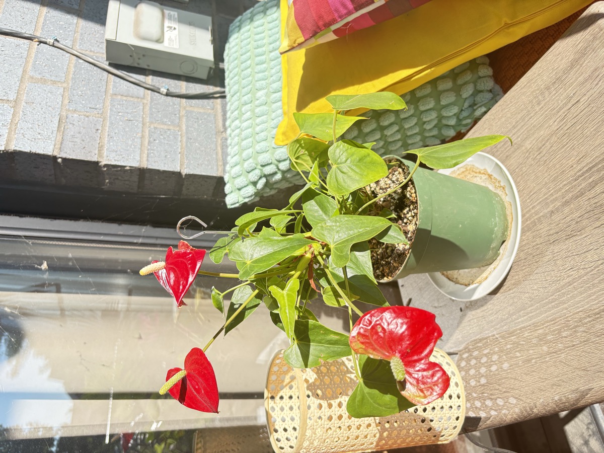 Plantes sur la rambarde du balcon