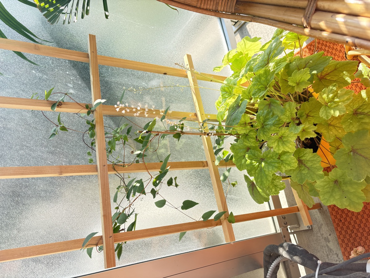 Clématite sur son treillis au balcon