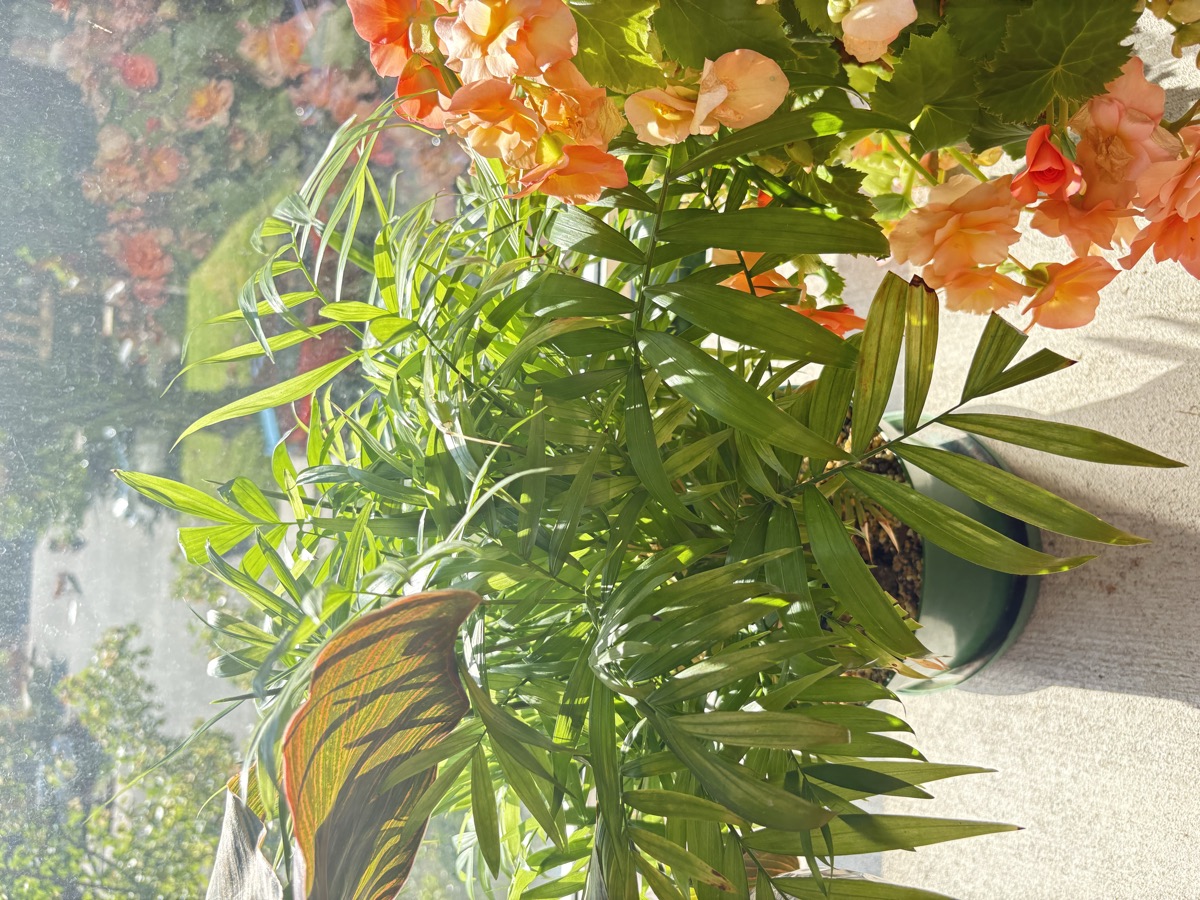 Petit palmier sur le balcon